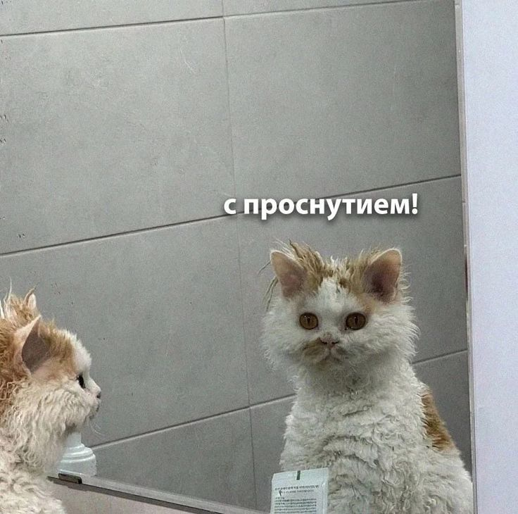 1726383831857.webp