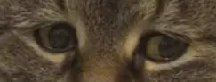 1726763572245.webp