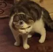 1728831957687.webp