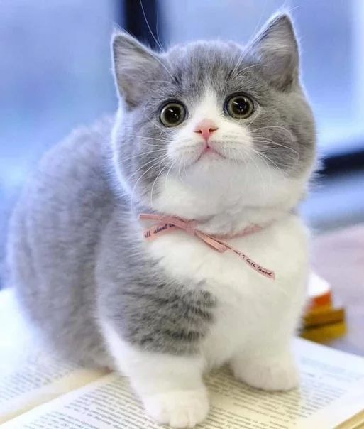 1729266487413.webp