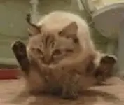 1729853277972.webp
