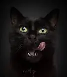 1732828497063.webp