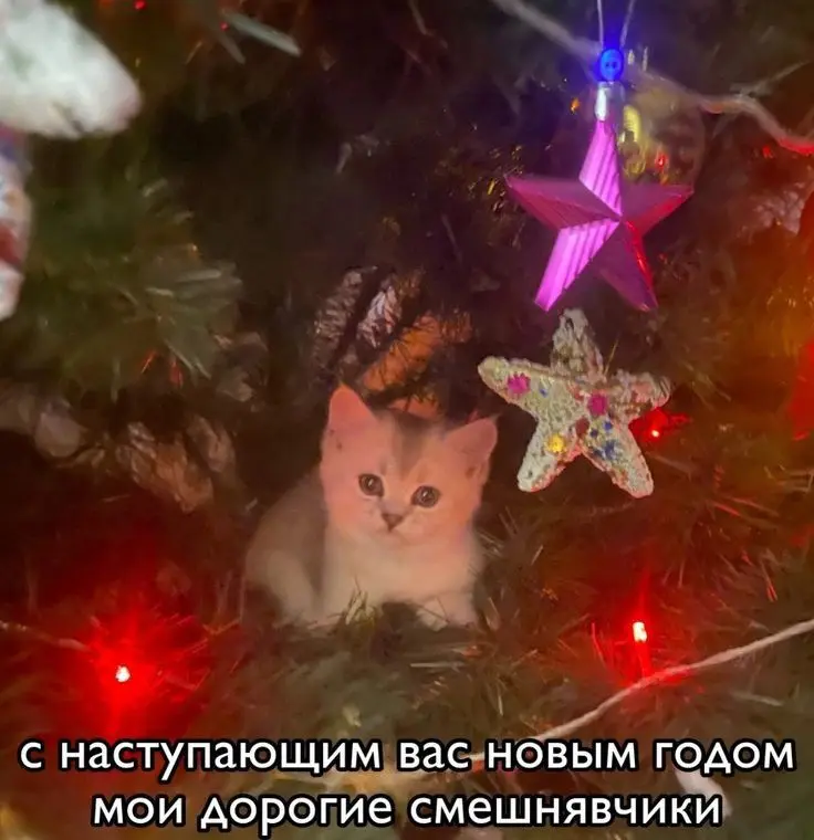 1733003030103.webp