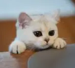 1733486310510.webp