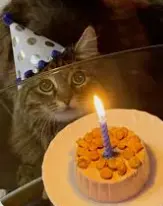 1734173903923.webp