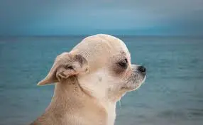 1734197306692.png