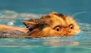 1735138886537.webp