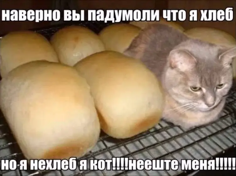 1735178480406.webp