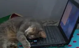 1735482100509.webp
