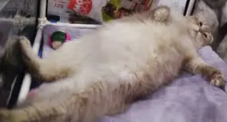 1735638029721.webp