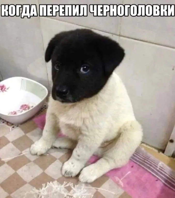 1738243487975.webp