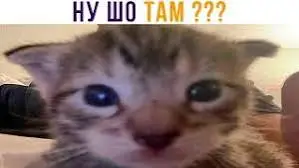 1750183535470.webp