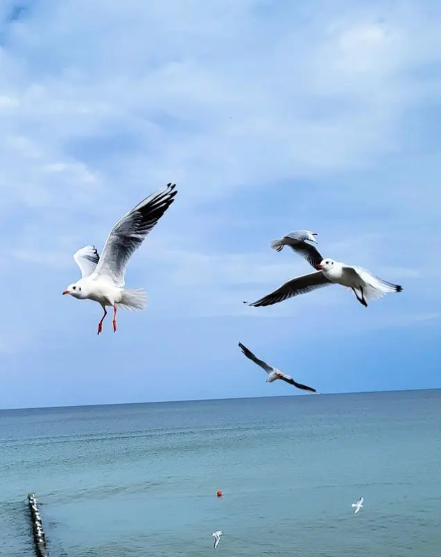 1763416732642.webp