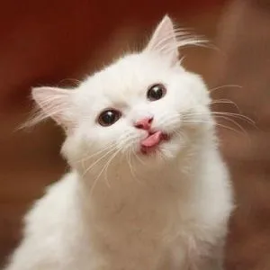 1766414886621.webp