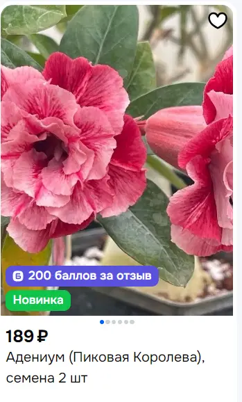 1769873675719.webp