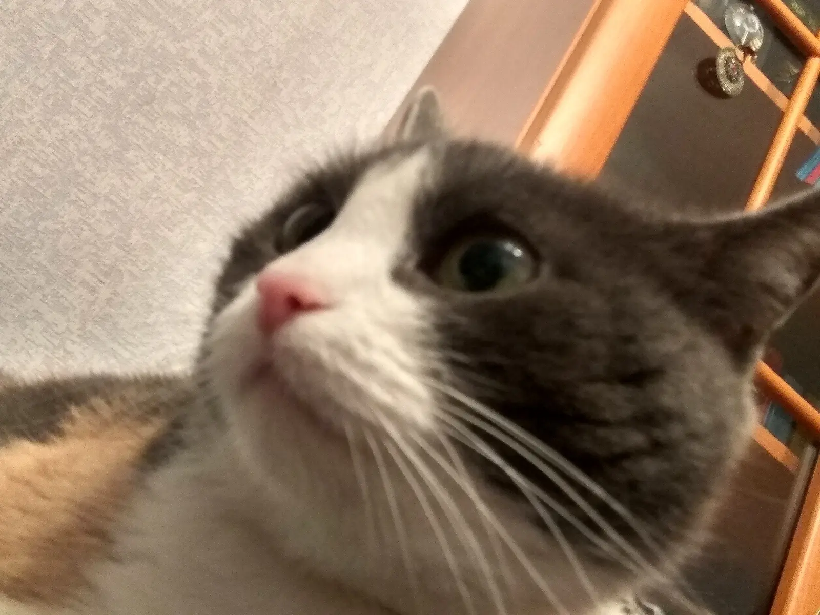 1783292424689.webp