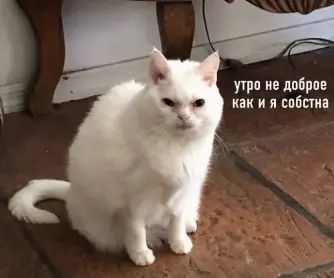 1784347169092.webp