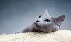 1788120399068.webp