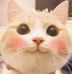 1788332724893.webp