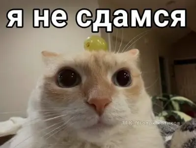 1791447288041.webp