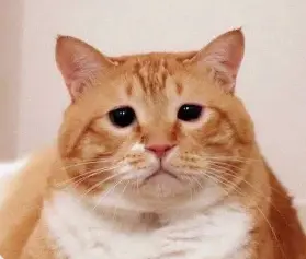 1791887157088.webp