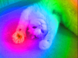 2.gif