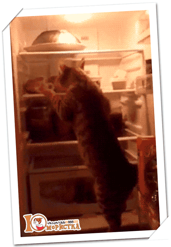 235461410_07f002638f08f38f180901f5e966a395_800.gif
