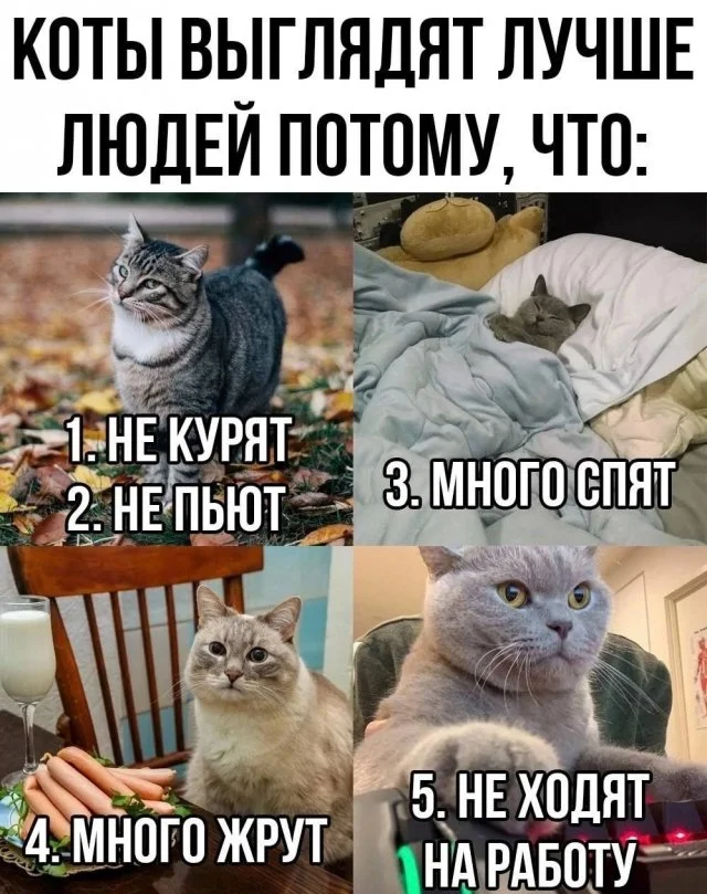 239777_1_trinixy_ru.webp