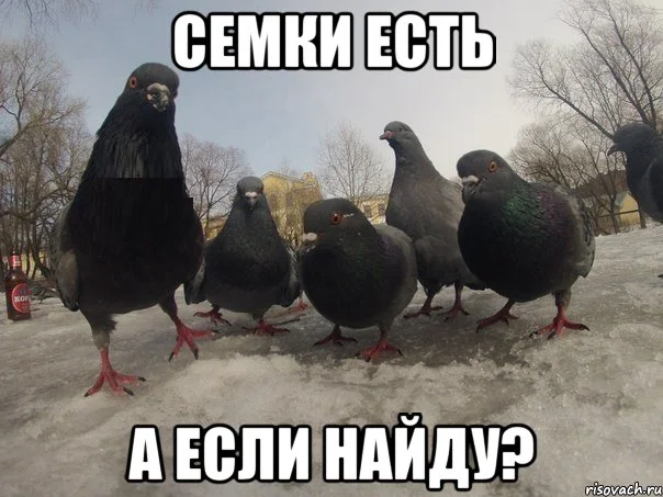 26054691_e643a2143698b3bced31718f5ccaa6ee_800.webp