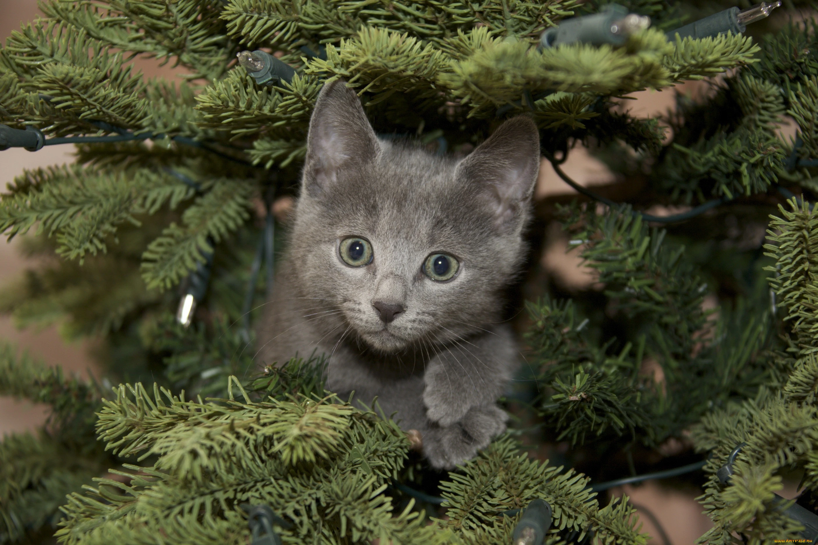 2808x1872_613630_[www.ArtFile.ru].webp