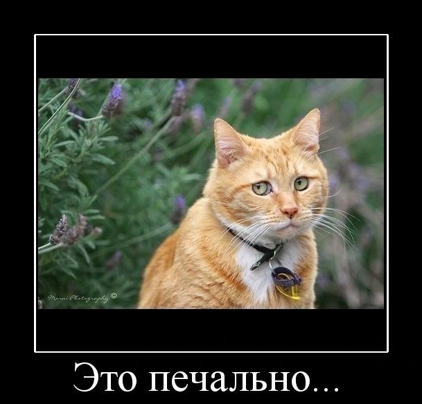 394288_eto-pechalno.webp