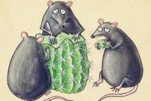 3_mices_and_cactus.webp