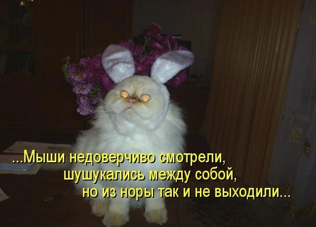 4554.webp