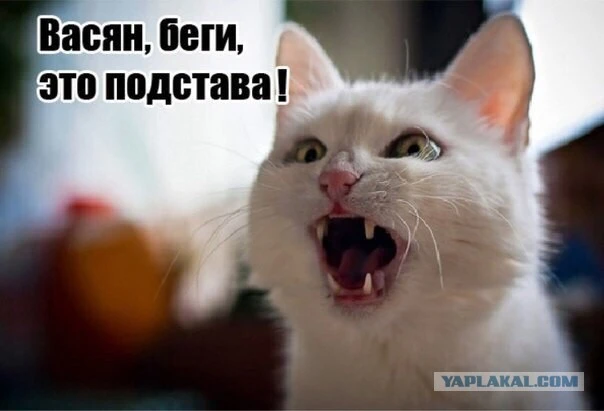 4910959.webp