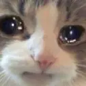 4916-cat-cry.webp