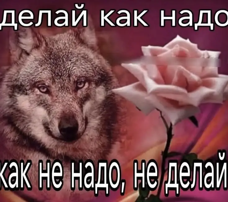 54502696788e74c15bc76c9ef06125aa.webp