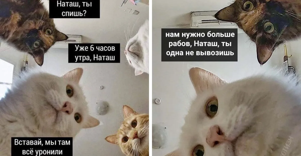 555.webp