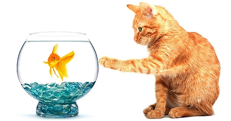 564aa1b7bba66_Fish_Harmful_Dogs_Cats.webp