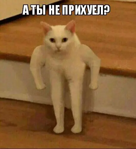5e4c1c9379600.webp