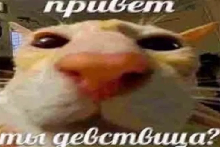 6db7681d87acdd29f2379af51e294bdb.webp