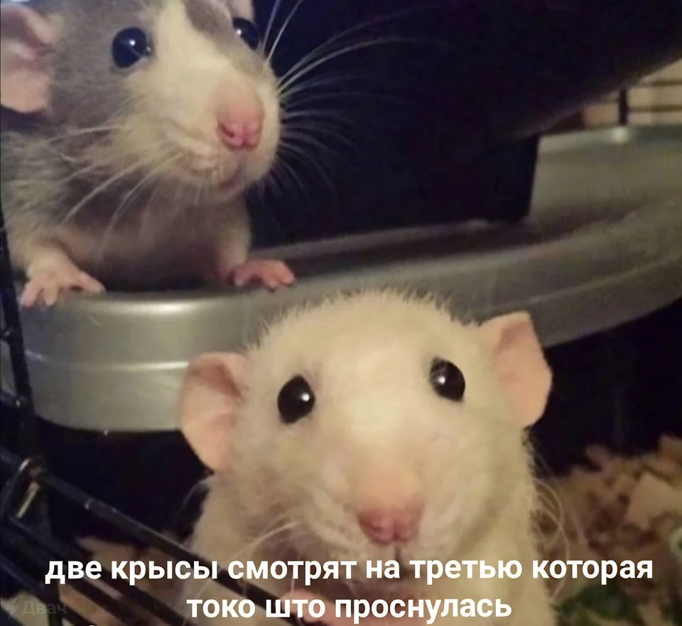 7838090.jpeg