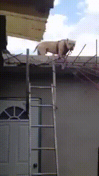 7ea459f84b856ea6805a172d7561729e.gif