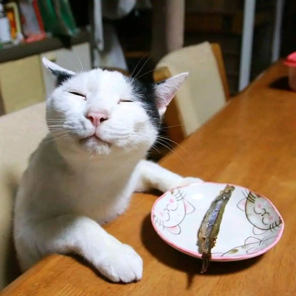 !!!!83s5f5gwxzl71.webp