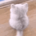 8857-cat-wait.gif