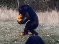 8e2ca09529b8cd9f9b989e0d1891cfad_w200.gif