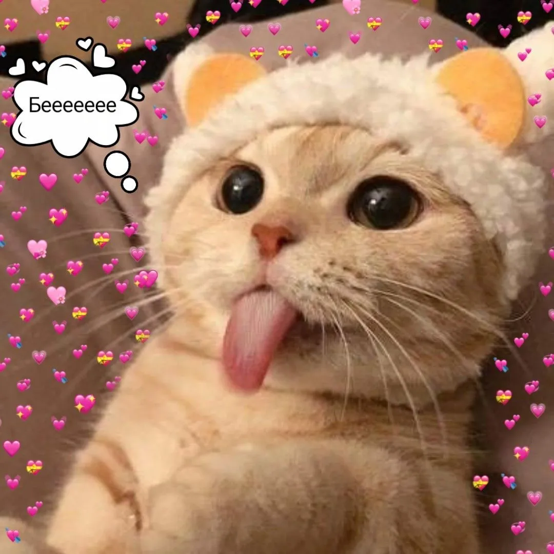 900ad32248db8e3b6e6ea856049f9cc4.webp
