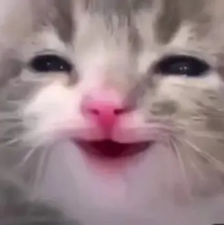 9175_Kitten_Happy.webp