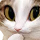 927328782866587728.webp