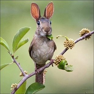 96548329-animal_03.webp