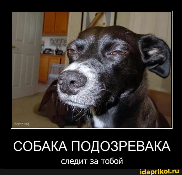 a4241c01c39731.webp